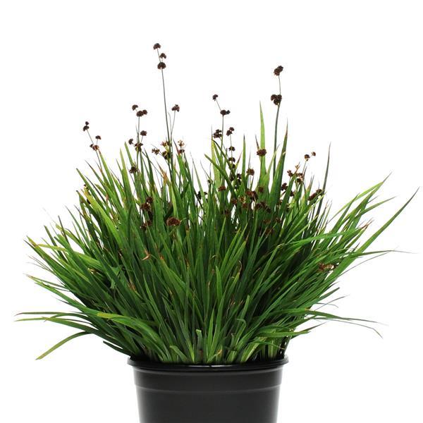 Juncus Starhead