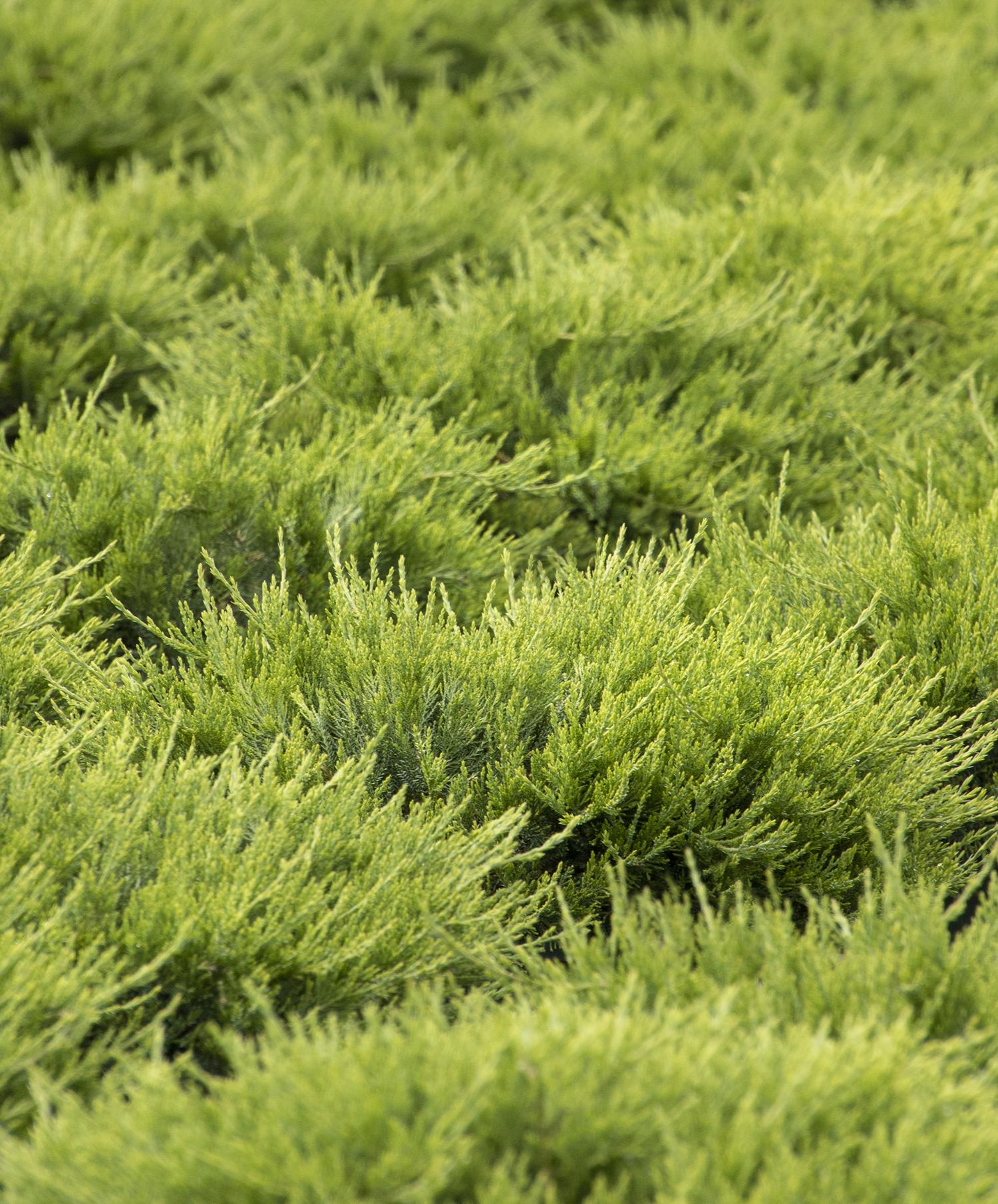 Juniperus Broadmoor
