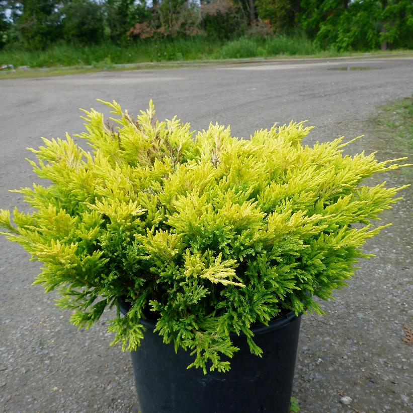 Juniperus Limeglow