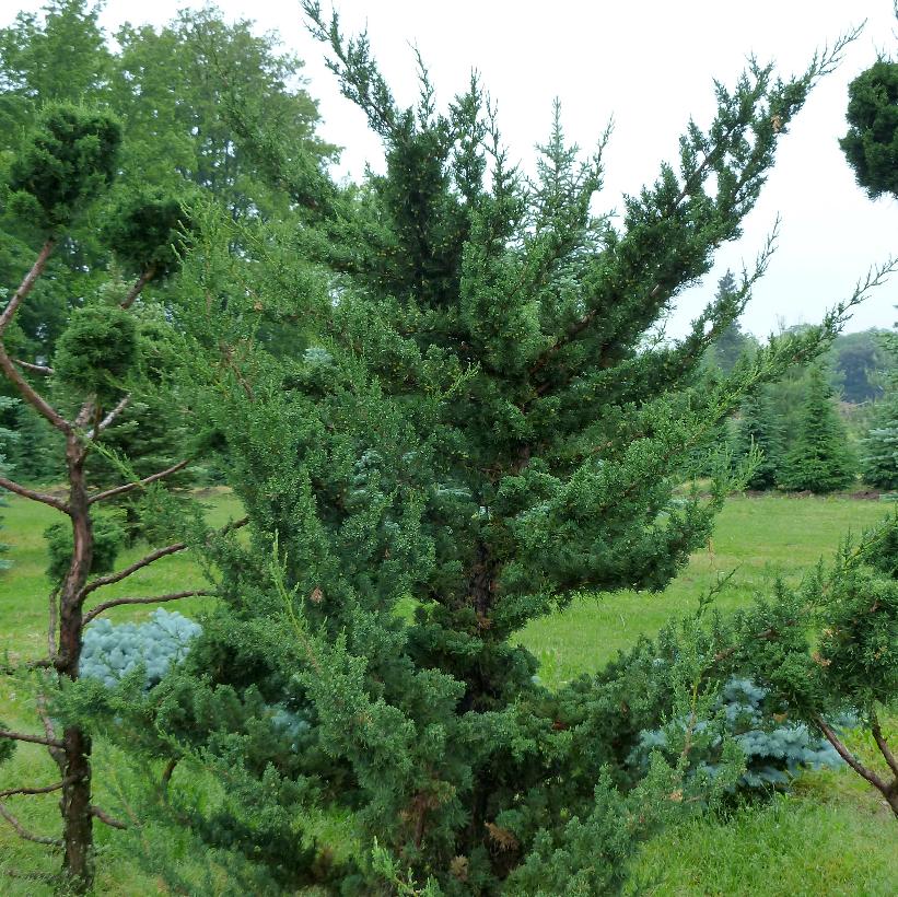 Juniperus chinensis 'Robusta Green'