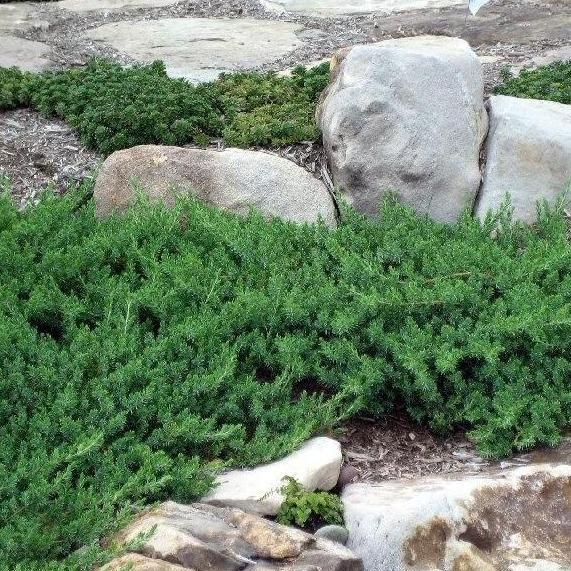 Juniperus conferta 'Blue Pacific'