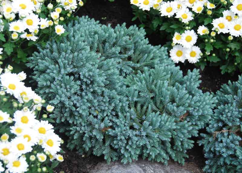 Juniperus squamata 'Blue Star'