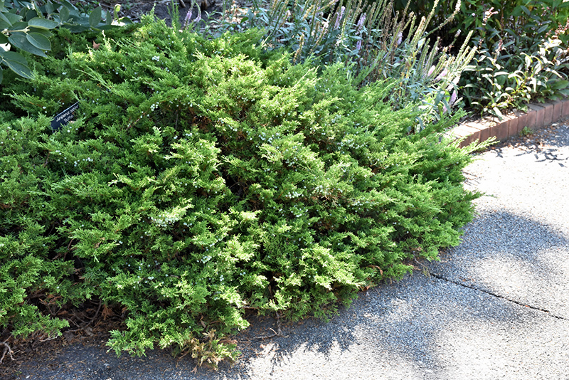 Juniperus sab. 'Buffalo'