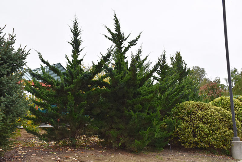 Juniperus virginiana 'Canaertii'