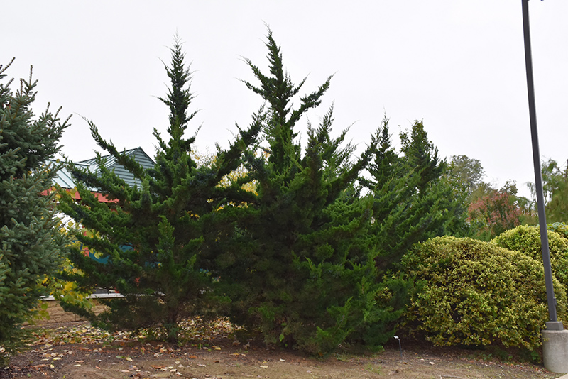 Juniperus virginiana 'Green Point' #3 (Eastern Red Cedar) - Scioto Gardens  Nursery