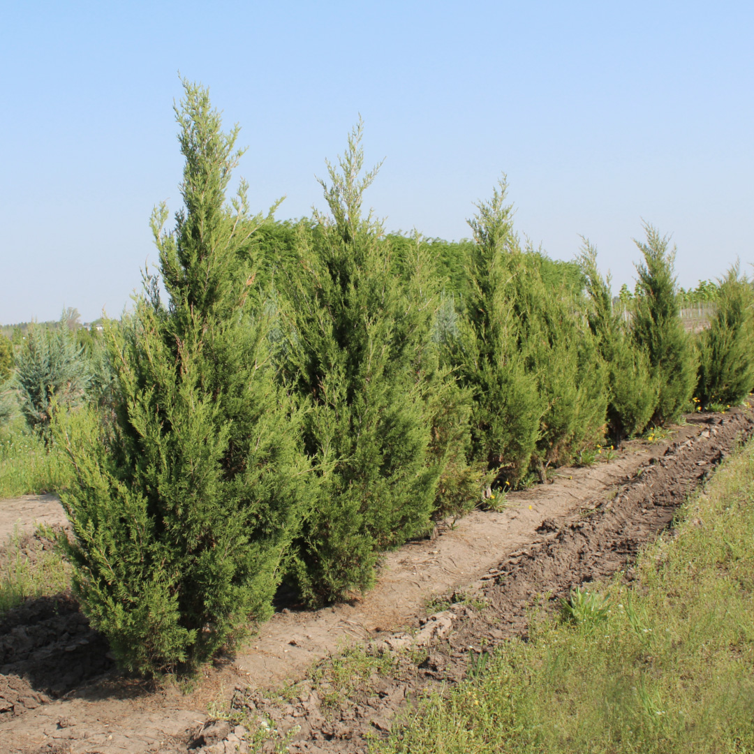 Juniperus v. 'Emerald Feather'