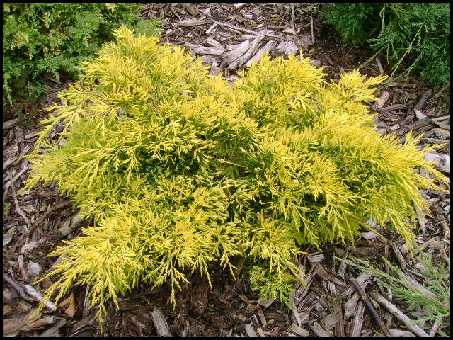 Juniperus chinensis 'Gold Lace'