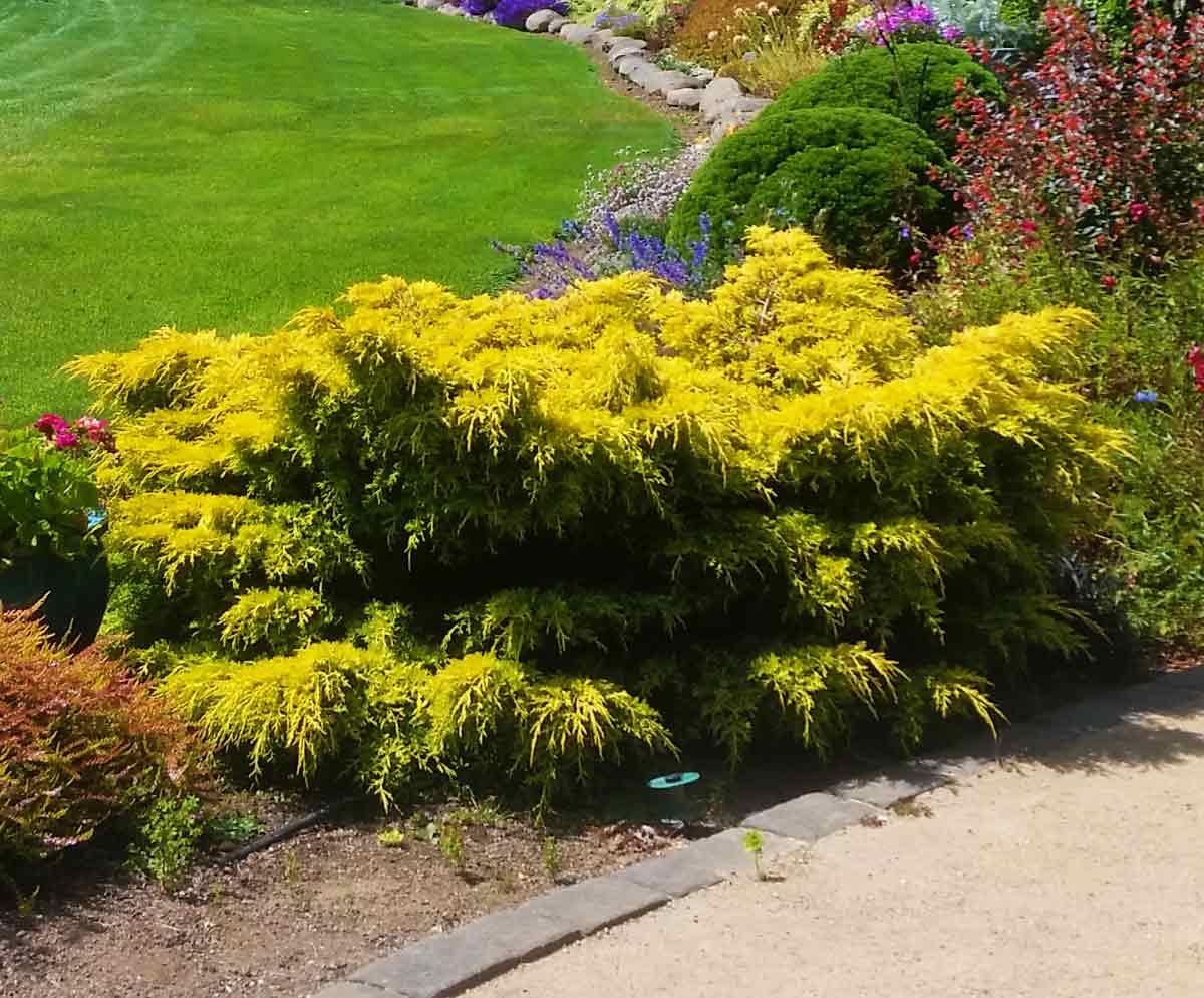 Juniperus Gold Star