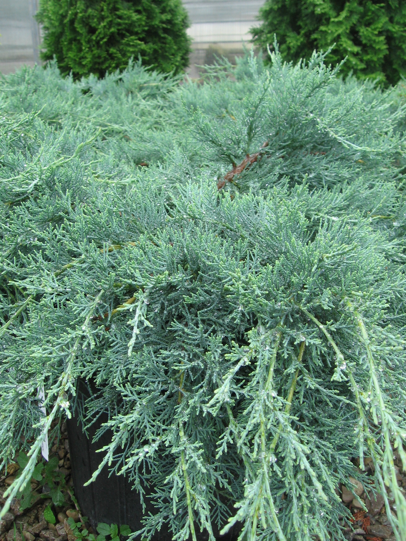 Juniperus virginiana 'Grey Owl'