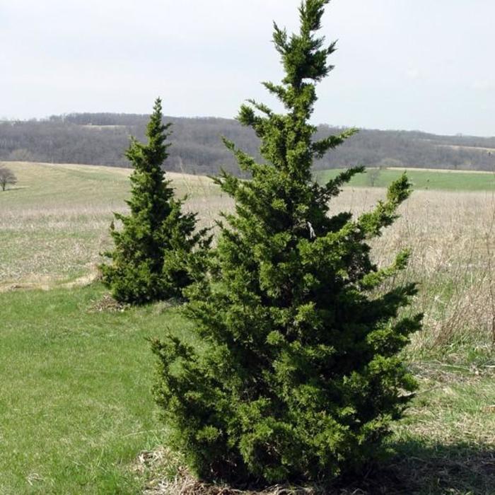 Juniperus chinensis 'Iowa'