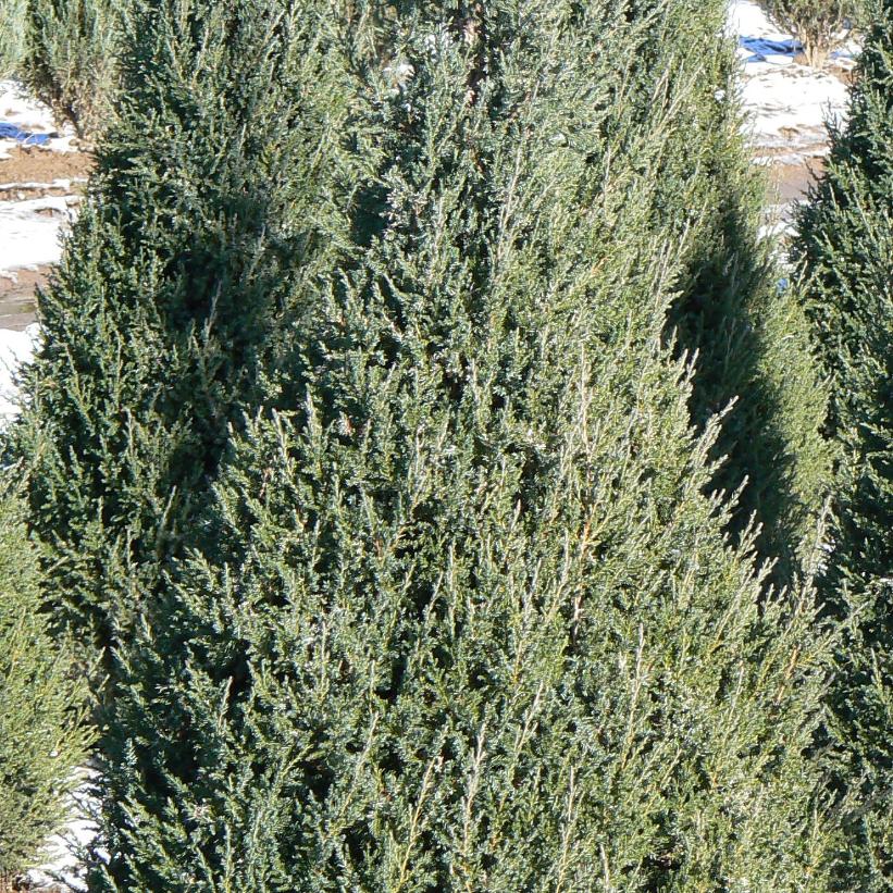 Juniper Mountbatten