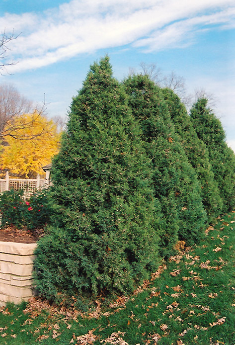 Juniperus chinensis 'Mountbatten'