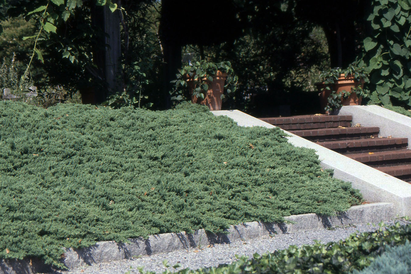 Juniperus procumbens 'Nana'