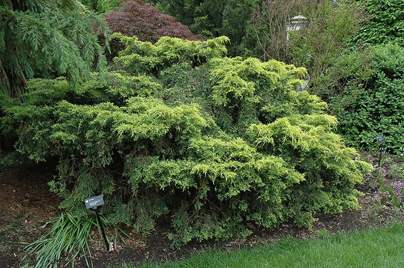  Juniperus x pfitz 'Saybrook Gold'