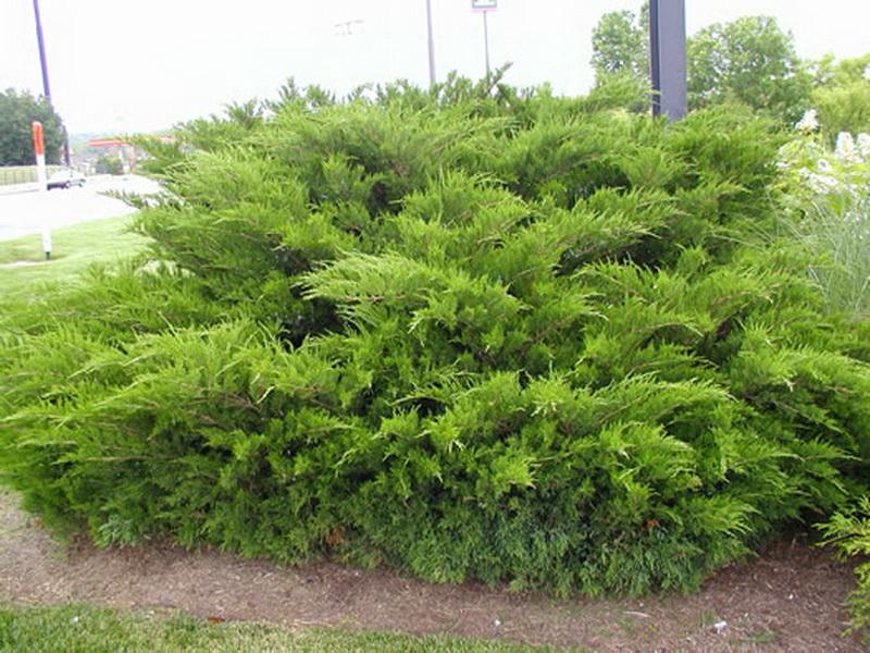 Juniperus chinensis 'Sea Green'