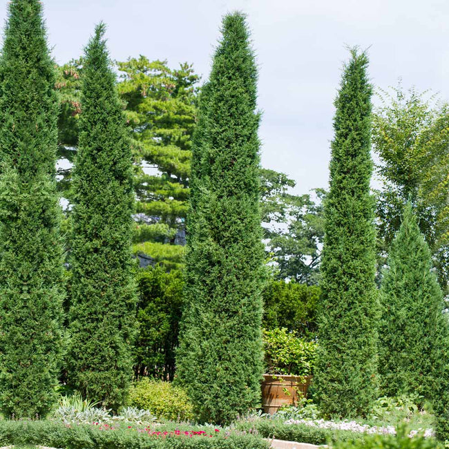 Juniperus virginiana 'Taylor'