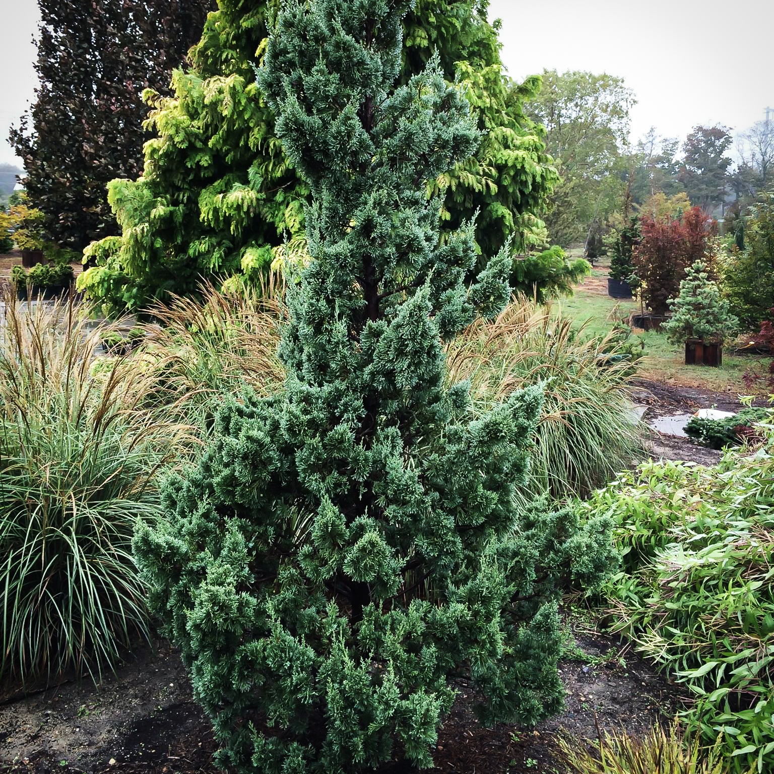 Juniperus chinensis 'Trautman'