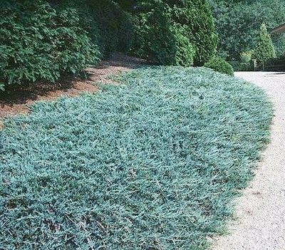 Juniperus h. 'Wiltonii' (Blue Rug)