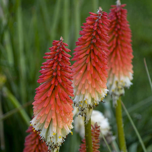 Kniphofia High Roller