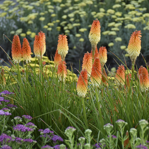 Kniphofia Pyromania 'Hot & Cold'