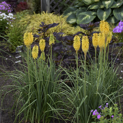 Kniphofia Pyromania 'Solar Flare'