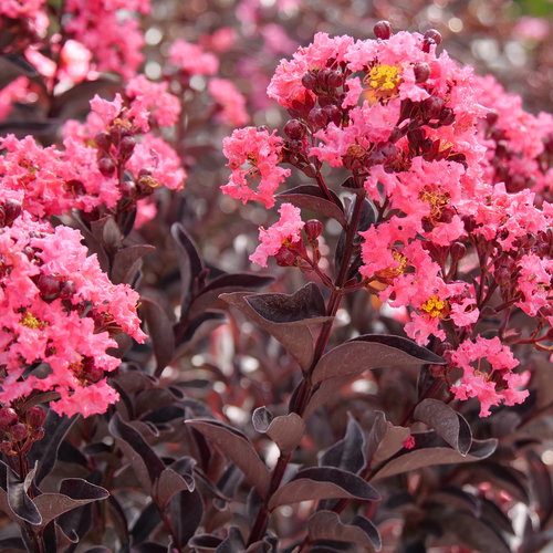 Lagerstroemia Center Stage Coral
