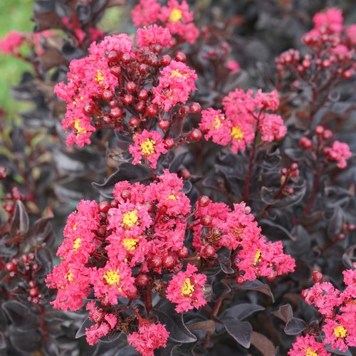 Lagerstroemia Center Stage Pink