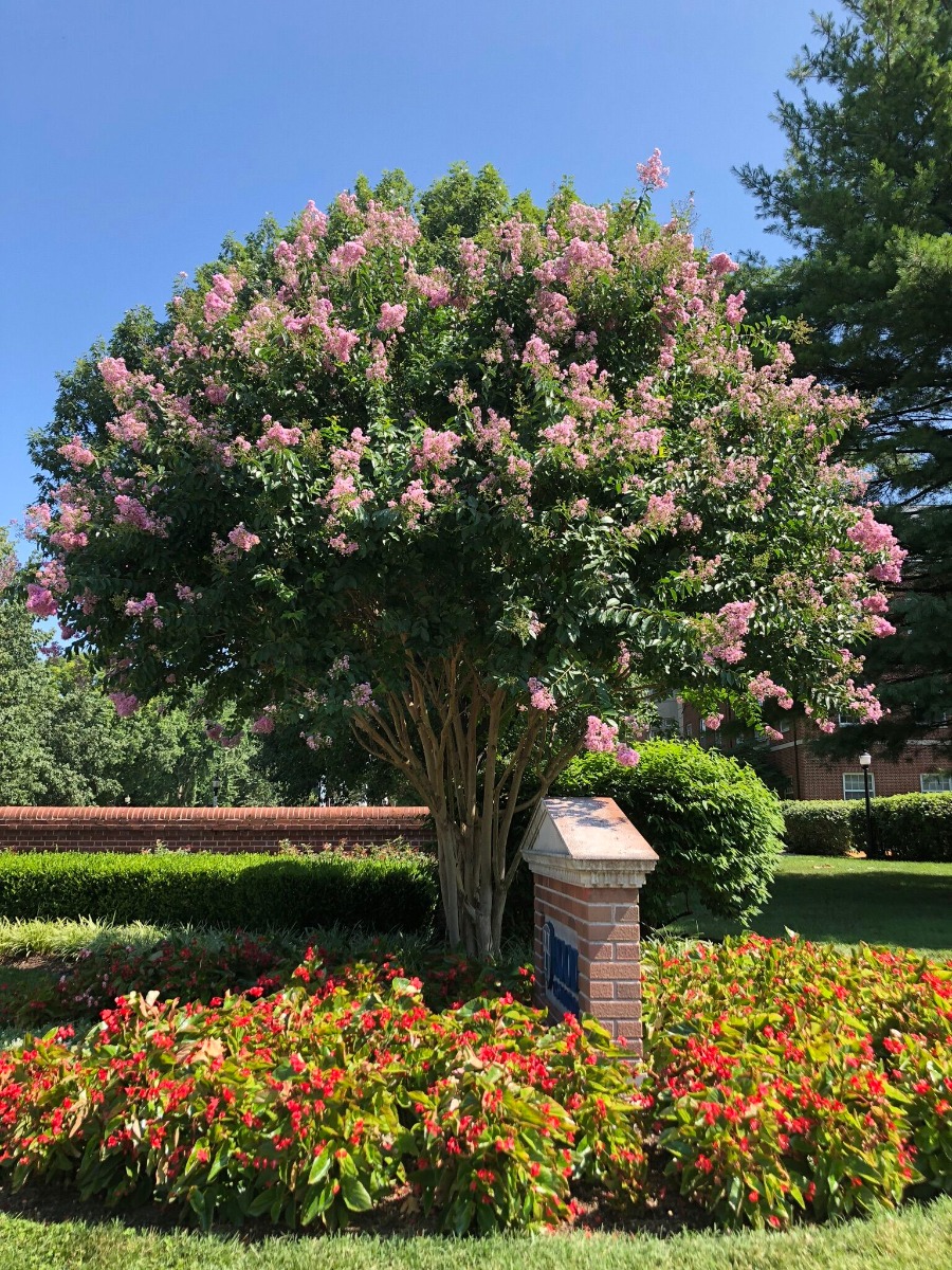 Lagerstroemia 'Muskogee'