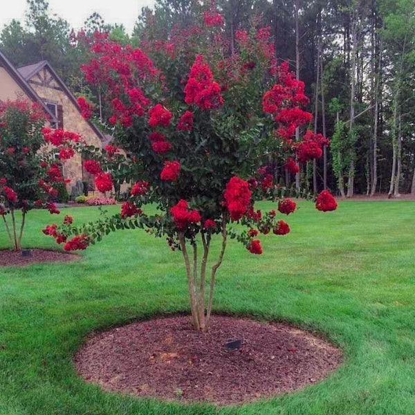 Lagerstroemia Red Rocket