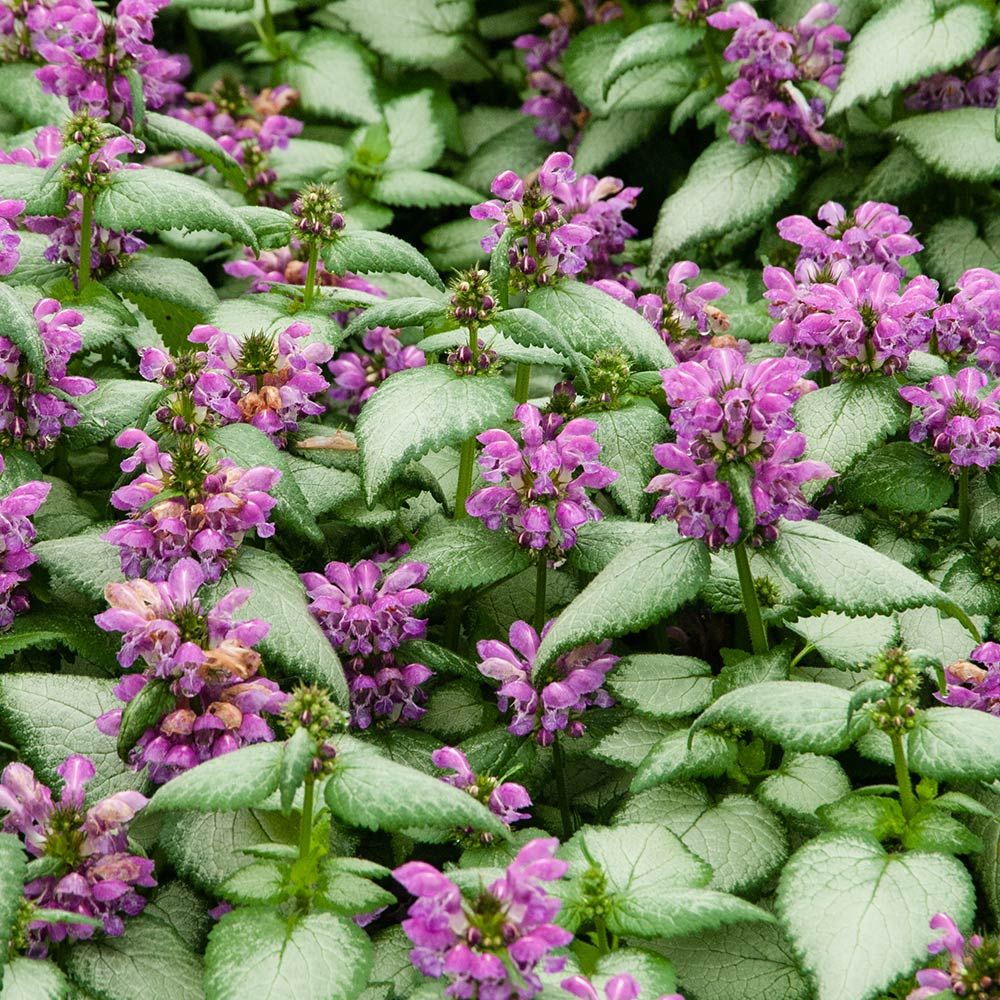 Lamium 'Purple Dragon'