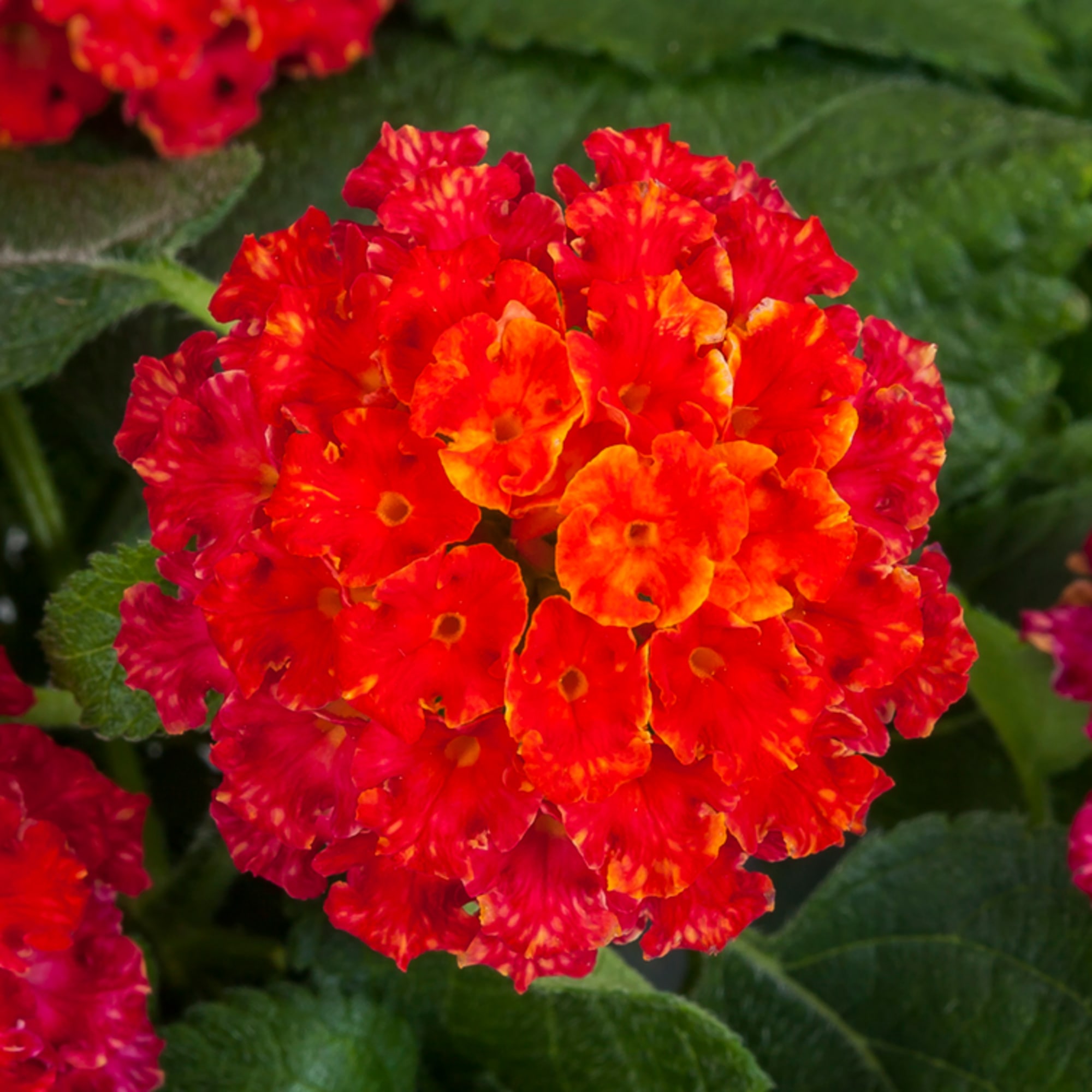 Lantana Bandana 'Black Cherry'