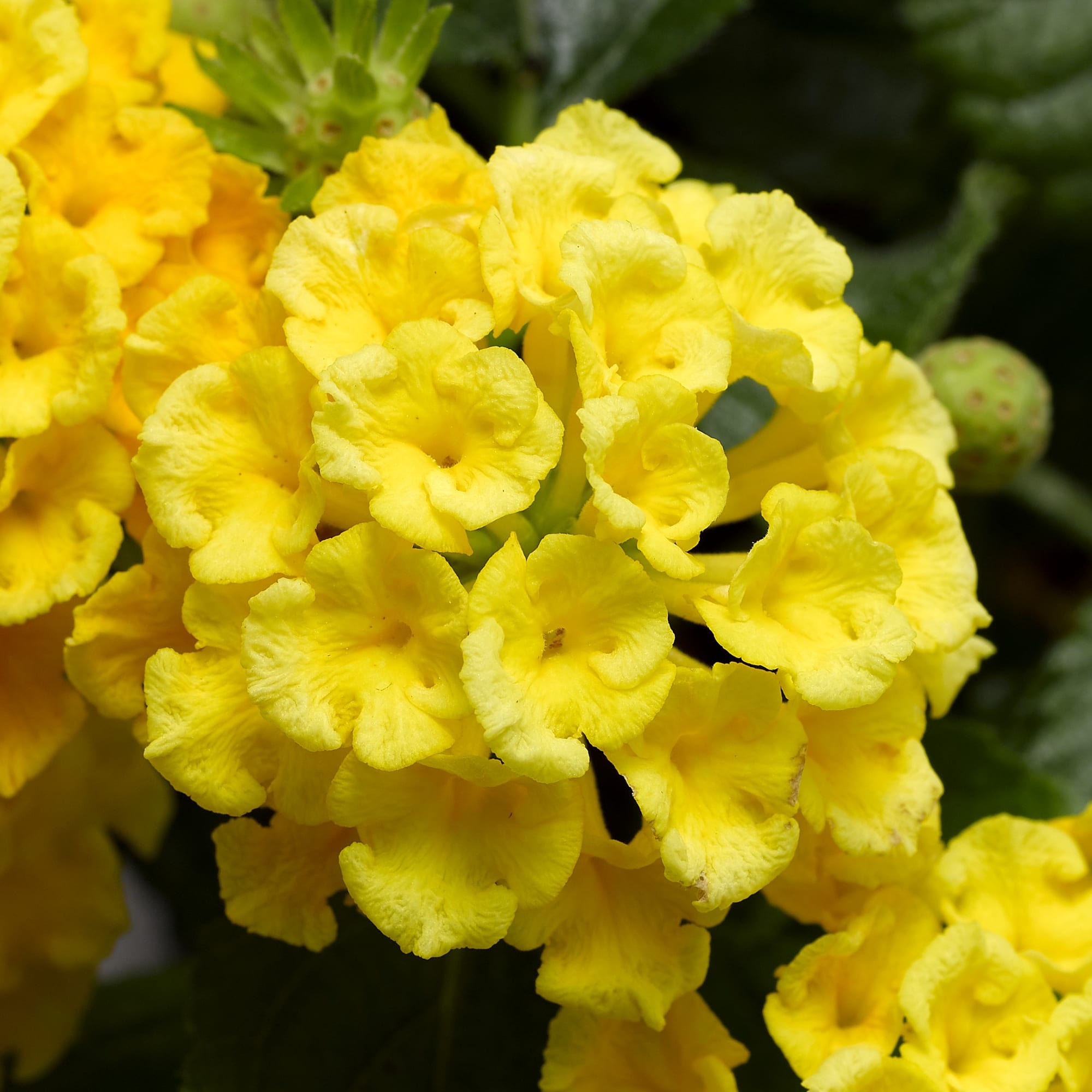 Lantana Bandana 'Gold'