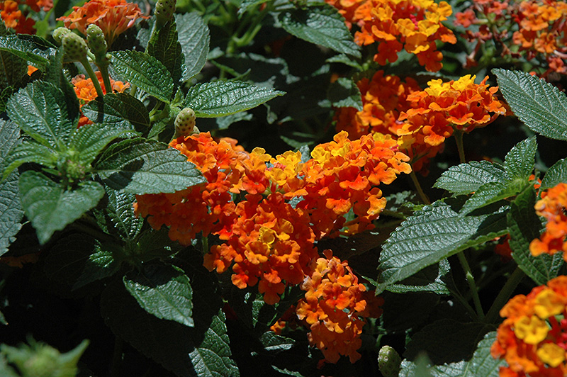 Lantana Bandana 'Mango'