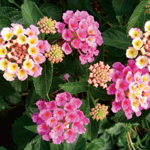 Lantana Bandana Pink