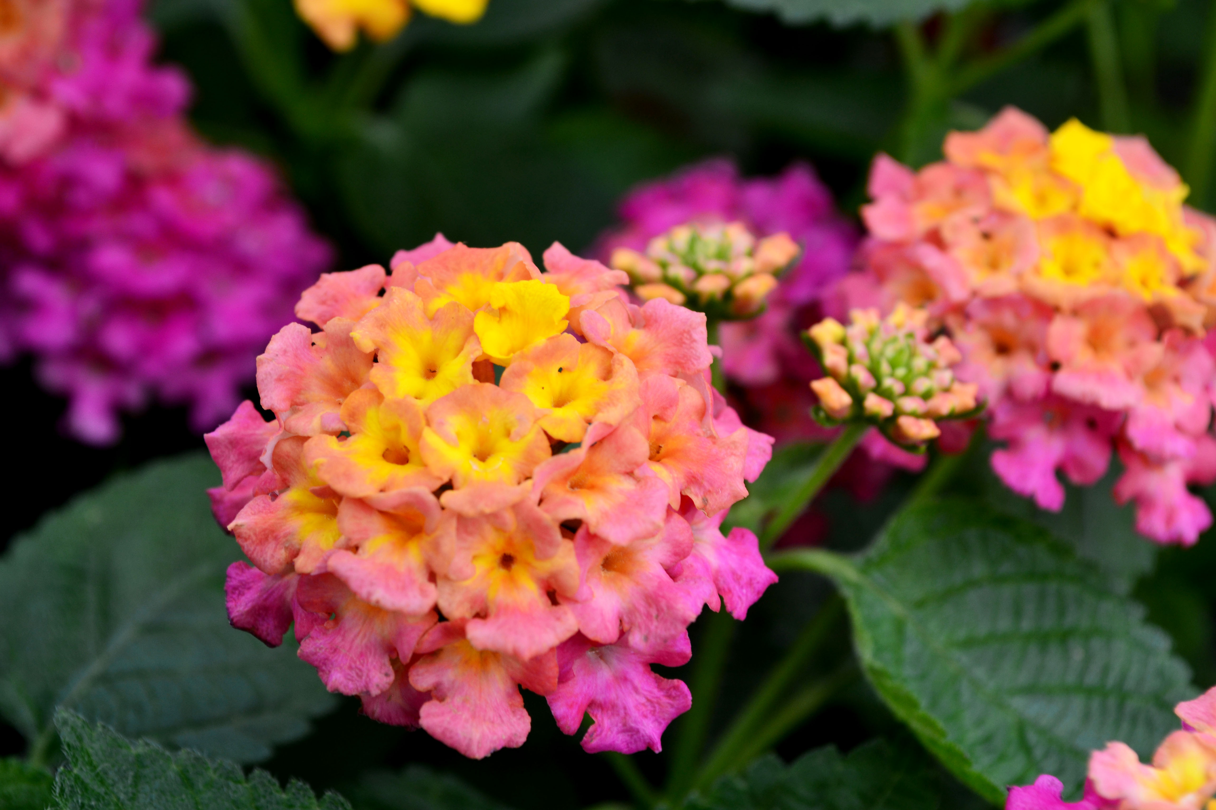 Lantana Bandana 'Rose'