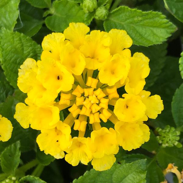 Lantana Bandana Yellow