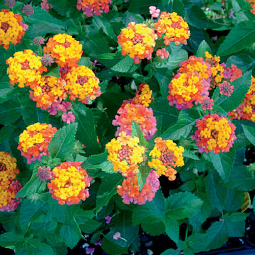 Lantana Cherry Sunrise