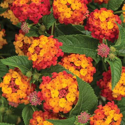 Lantana Citrus Blend