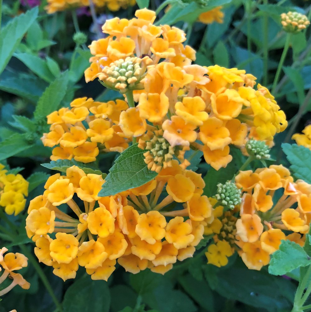 Lantana Bandana Landscape Gold