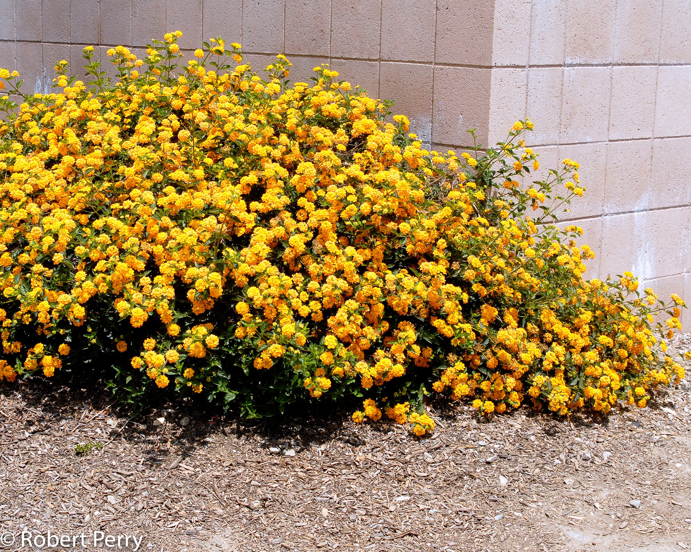 Lantana 'New Gold'