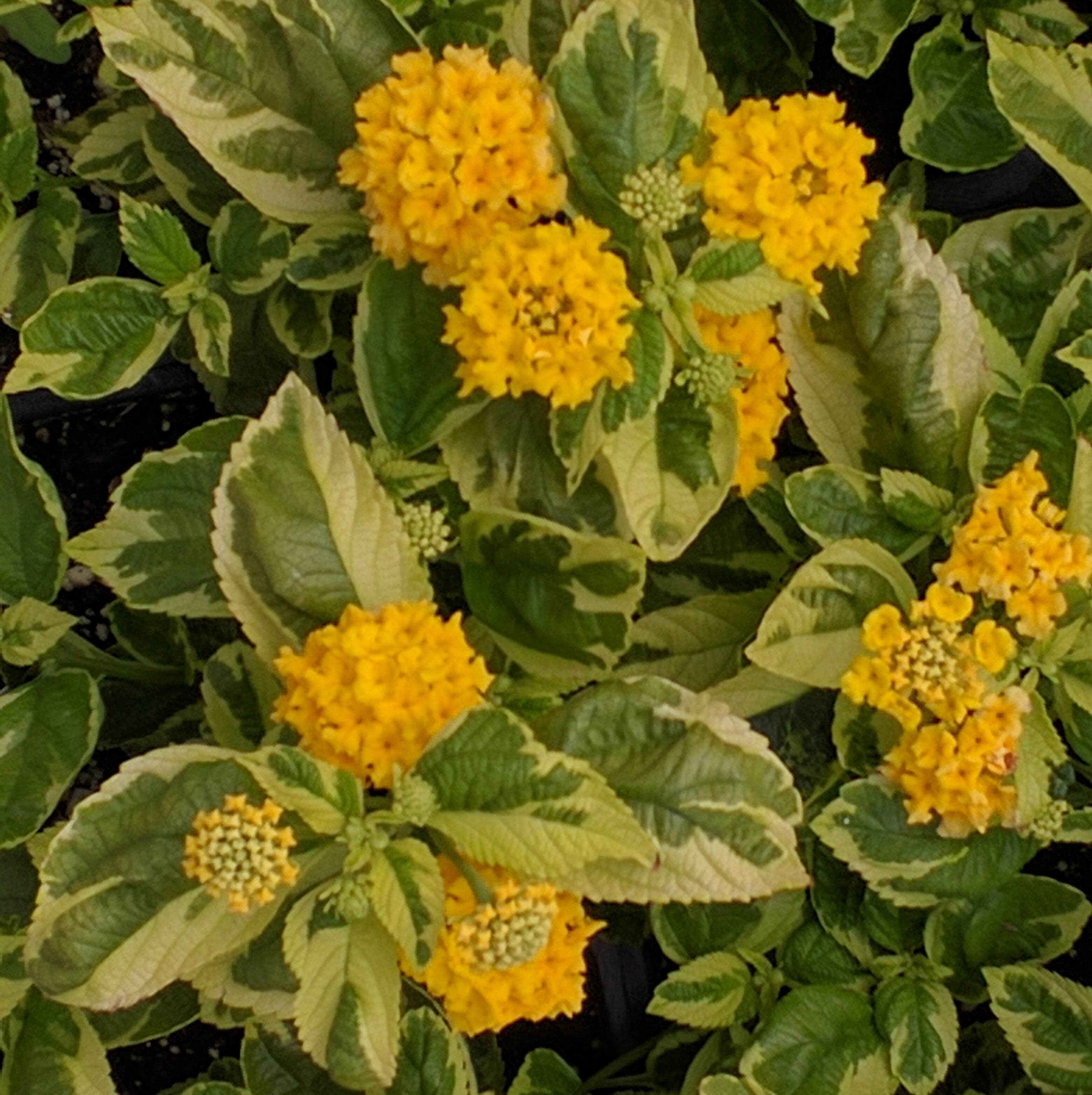 Lantana 'Samantha'