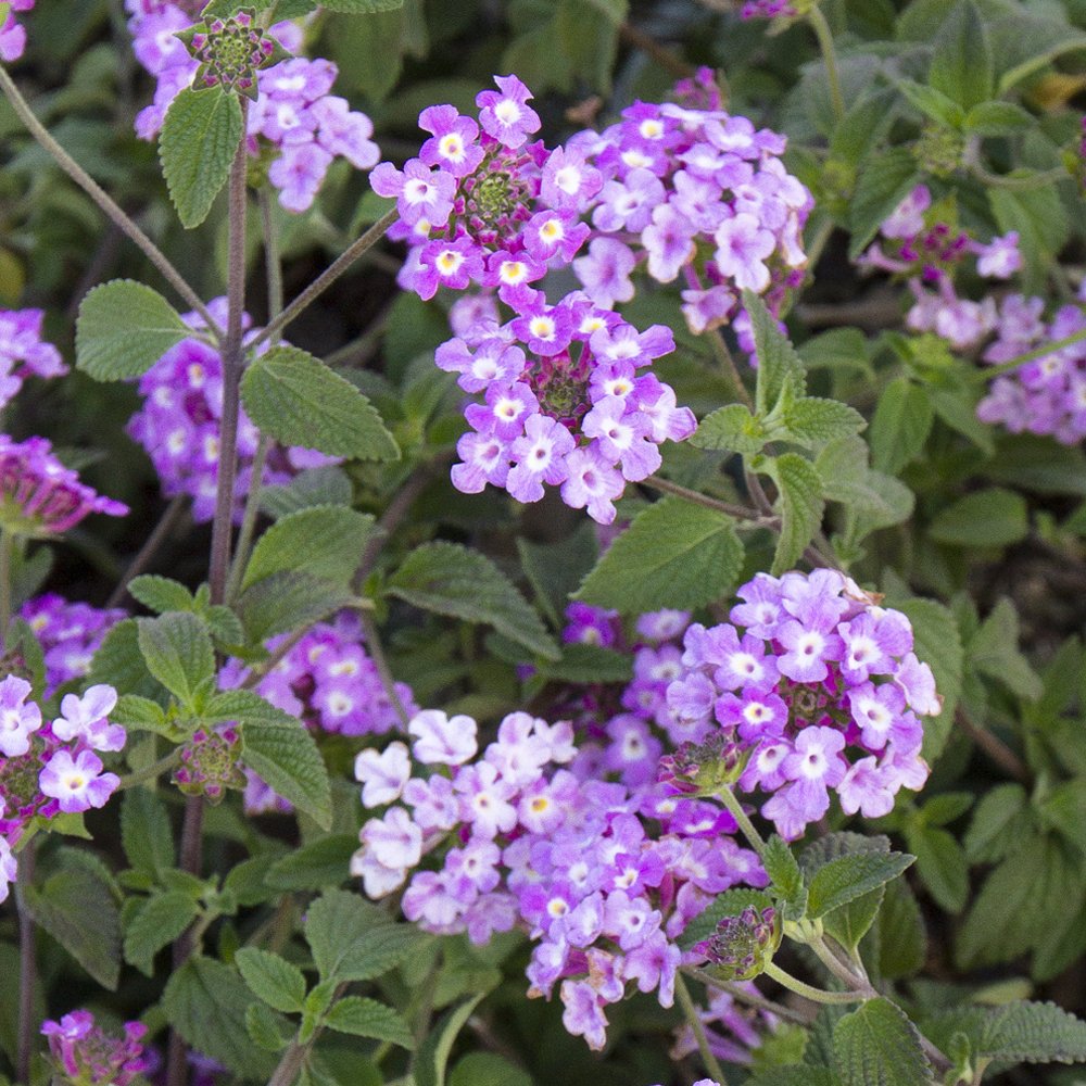 Lantana Trailing 'Lavender'