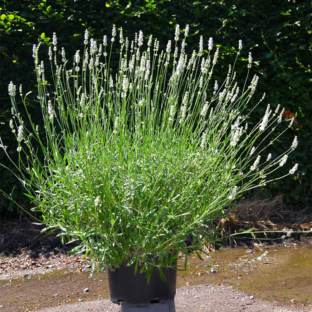 Lavandula 'Exceptional'