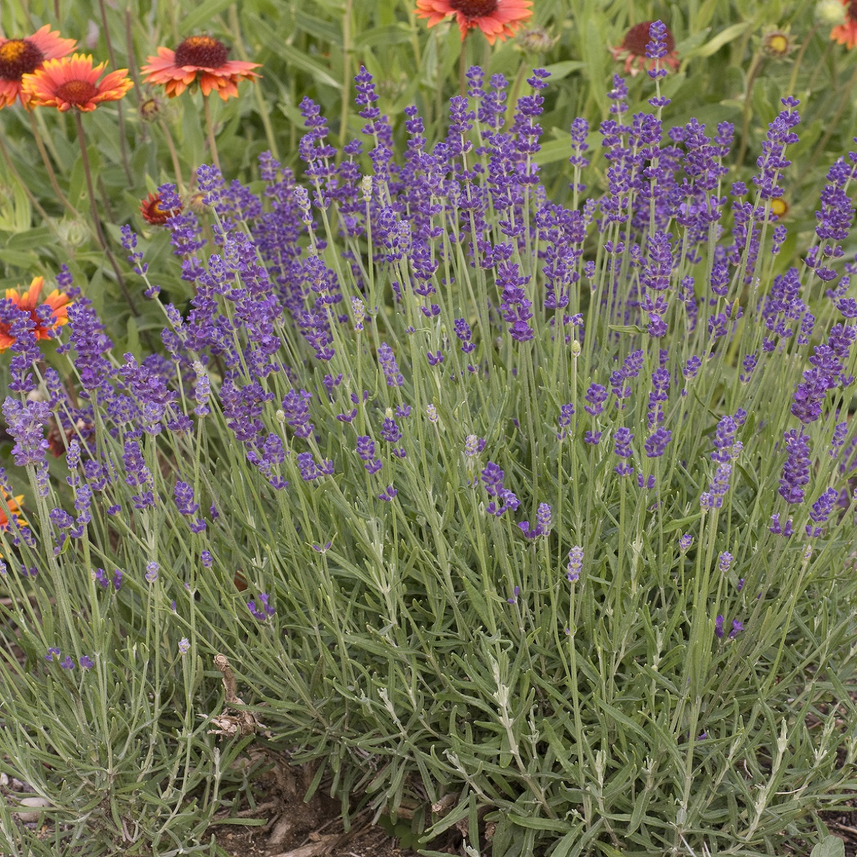 Lavandula 'Hidcote'