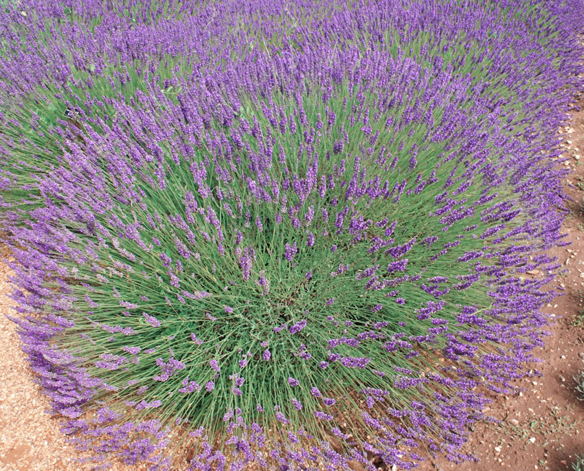 Lavandula interm. 'Phenomenal'