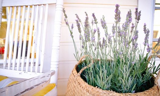 Lavandula 'Sensational'