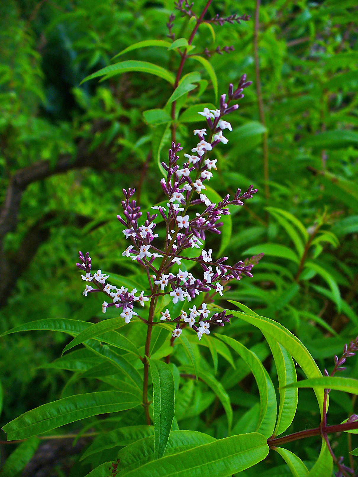 Lemon Verbena - Aloysia citriodora 'Lemon'