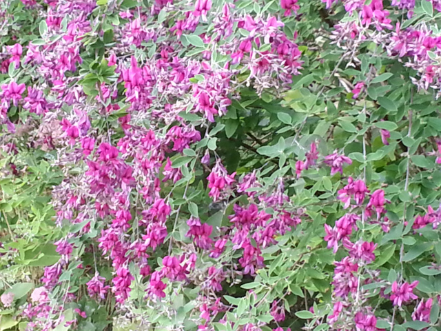 Lespedeza thunbergii 'Gibralter'