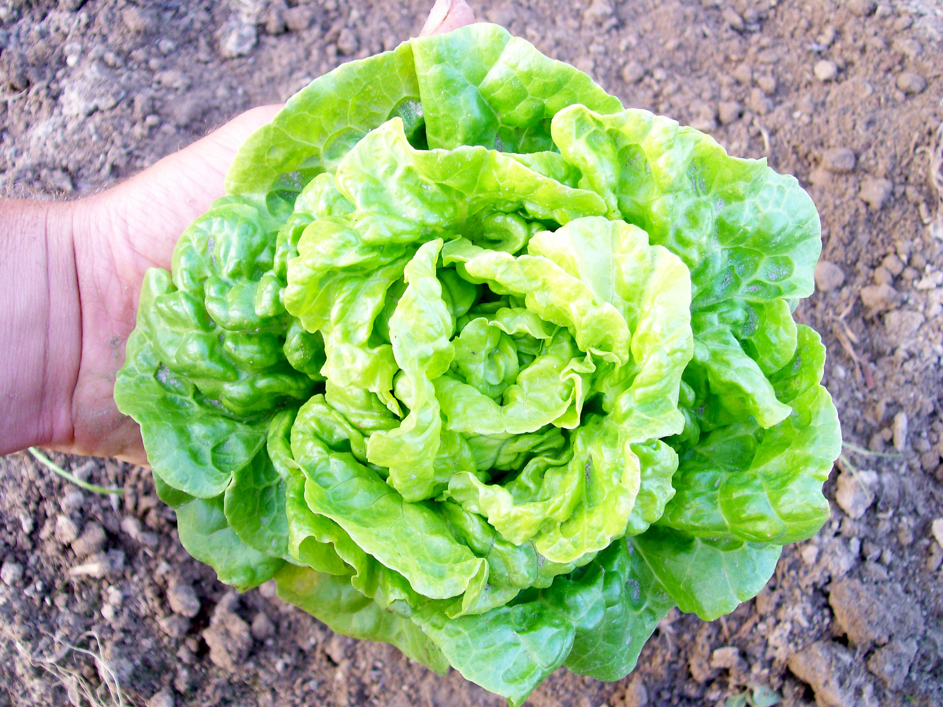 Lettuce 'Tom Thumb'