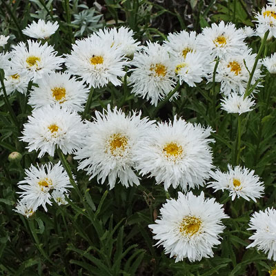 Leucanthemum Aglaia